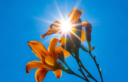 sunburst through flowers